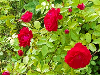 Взаимовлияние Миров Тонкого и плотного. Агни-Йога о причинах видения обликов в камнях и о том, почему не следует думать дурно об ушедших